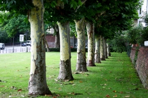 菜鳥的法蘭克福隨拍