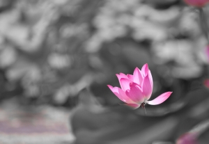 "荷"必如此
