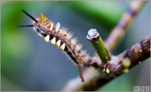 虎頭山生態習拍