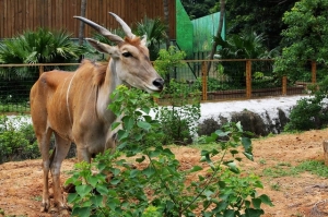 新竹市立動物園