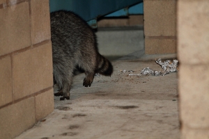 半夜浣熊約我外拍