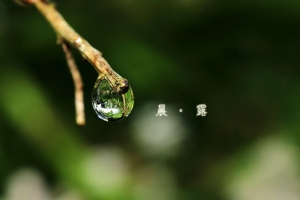 晨。露