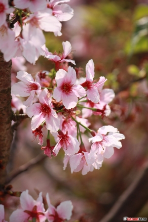 原來蜜蜂長這樣