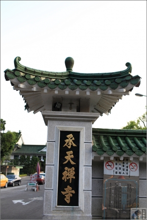 土城-承天禪寺-梧桐花