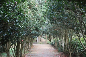 花卉試驗中心 隨拍