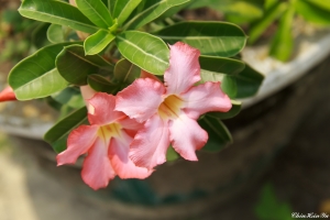 花語草(沙漠玫瑰) 2013-08-11拍