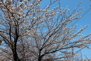 日本 四月 關西 賞櫻行 03 - 【櫻之哲學之道】【神戶港夜景
