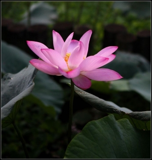 (450D)荷畢---荷情