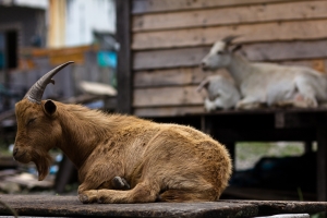 蘭嶼五日遊(下)
