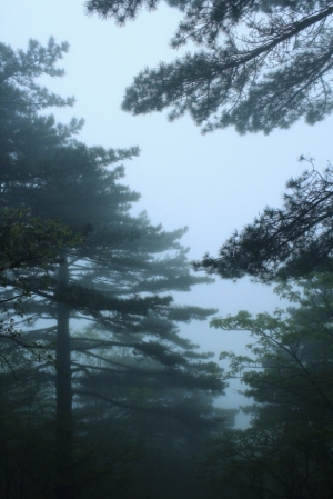 黃山隨拍(二)--請多指教--謝謝--.