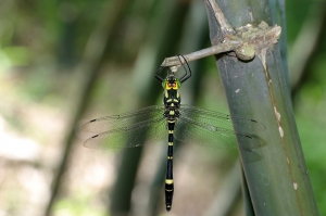 慧眼弓蜓 Epophthalmia elegans (Brauer, 1865)