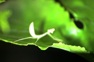 微距亂亂拍~螳螂?