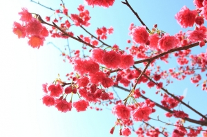 櫻花正夯之東勢林場篇