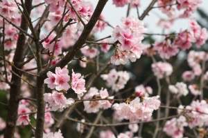 遲來的櫻花 - 中正紀念堂