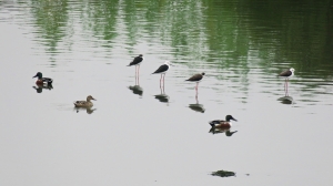 20170204 等待春天