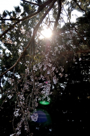 3月8日阿里山出遊~~美景盡收眼底~(多圖)