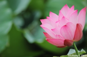 五月．荷花