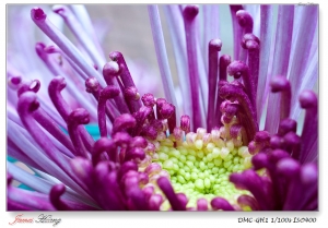 菊舞霜月。20101121士林官邸菊展