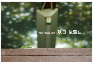 ROY Macro 202 │ 秋日 依舊在