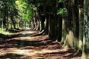 高雄新威森林公園