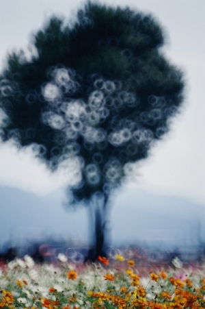 甜甜圈MINOLTA RF250mm F5.6 二線散景試拍