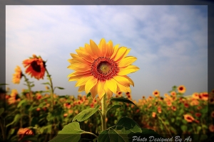 [新手獻醜]2010大寮花海