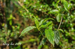 ●● 綠葉散景 ●●