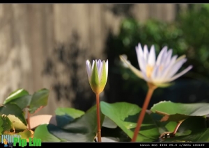 家中頂樓的蓮花