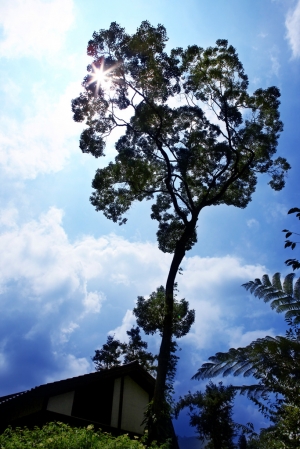 正午~涼爽的溪頭內湖國小一偶~HDR一張流..