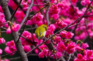 公園裡的鳥-綠繡眼