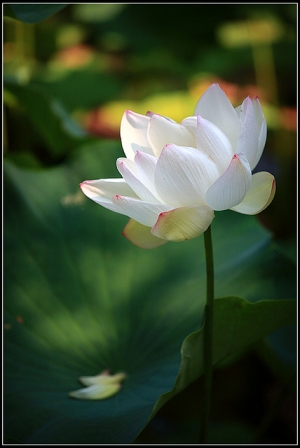 靜心湖*夏*荷