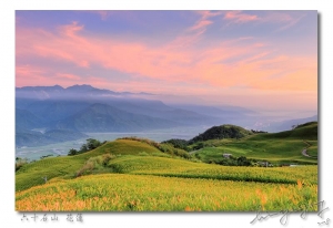 金萱的季節。六十石山