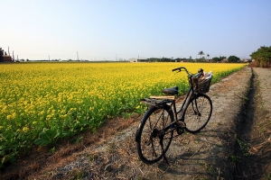 騎單車賞油菜花
