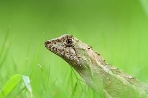 最近的一些生態照