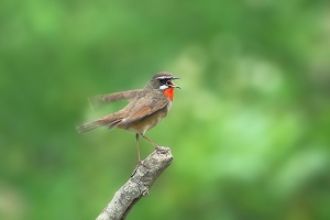 456打鳥記 - 紅喉歌鴝