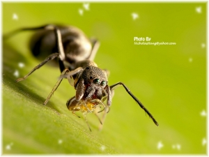 微距Take by Canon G9