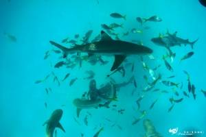帛琉(鯊魚水域+車渠貝水域+美人魚水道+蝙蝠湯)