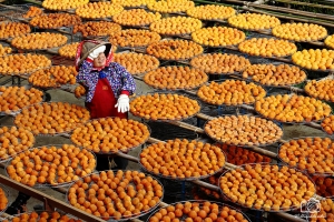 味衛佳曬柿餅-上