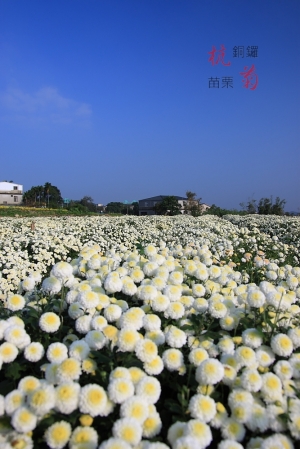 十一月雪 桐鑼杭菊