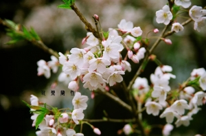 櫻の魅