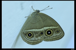飛進辦公室的小蛇目蝶