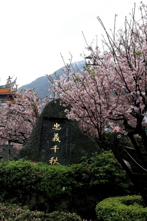 2011 天元宮櫻花