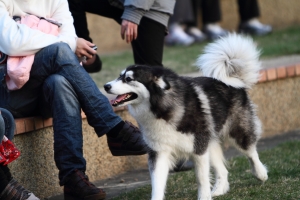 狗狗公園