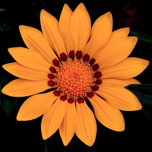 花圖鑑