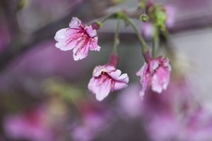 粉嫩粉嫩來賀年