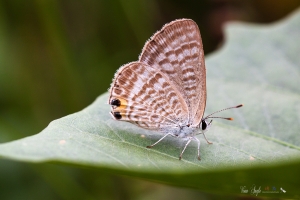 波紋小灰蝶&nbsp;&nbsp;Lampides boeticus ~ 菜園拍拍