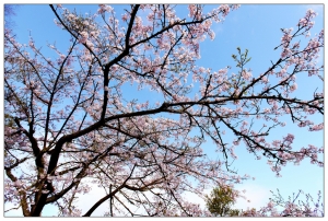 2011阿里山櫻花季