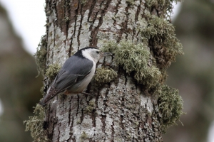 EF 400mm F5.6 白腹 nuthatch