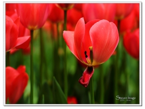 在遊亭林公園&平江路古街