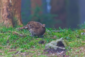 帝雉姑娘的草裙舞